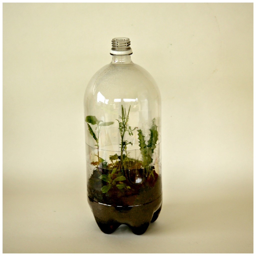 Earth Day Craft: Recycled Soda bottle terrarium