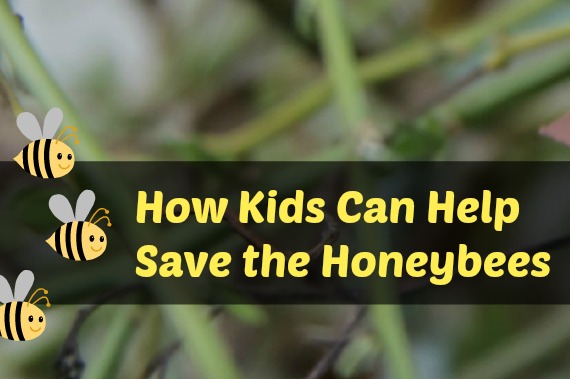 How Kids can help save the honeybees
