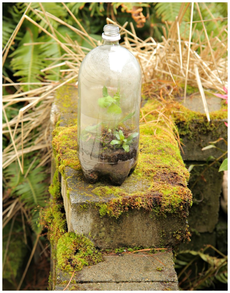 Recycled soda bottle terrarium
