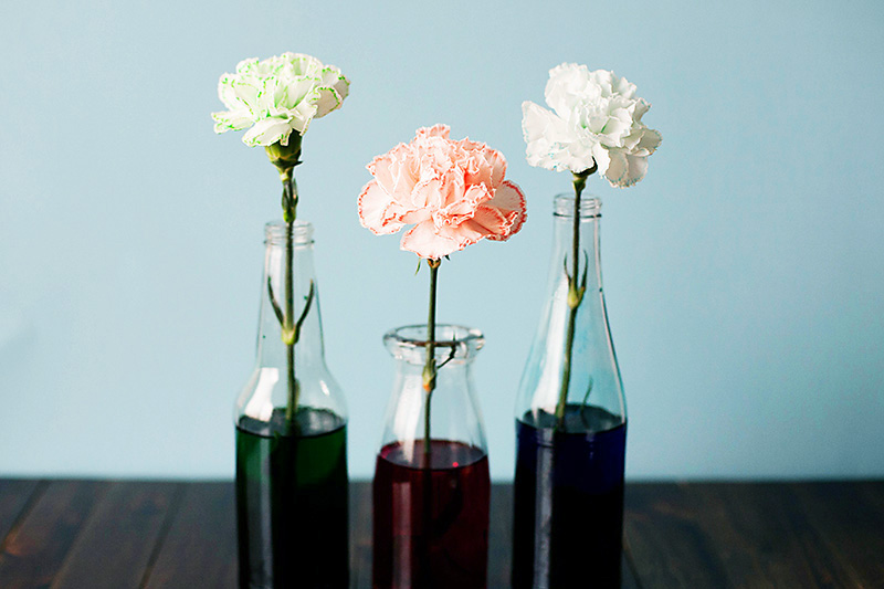 kix-colored-carnations-1